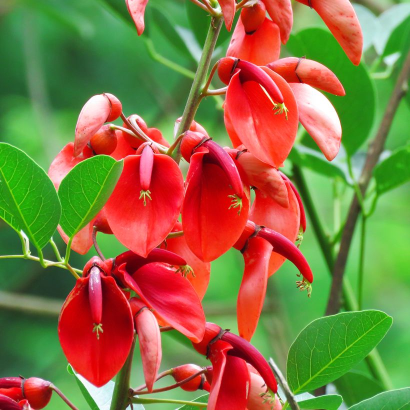 Erythrina crista-galli (samen) - Korallenstrauch (Blüte)