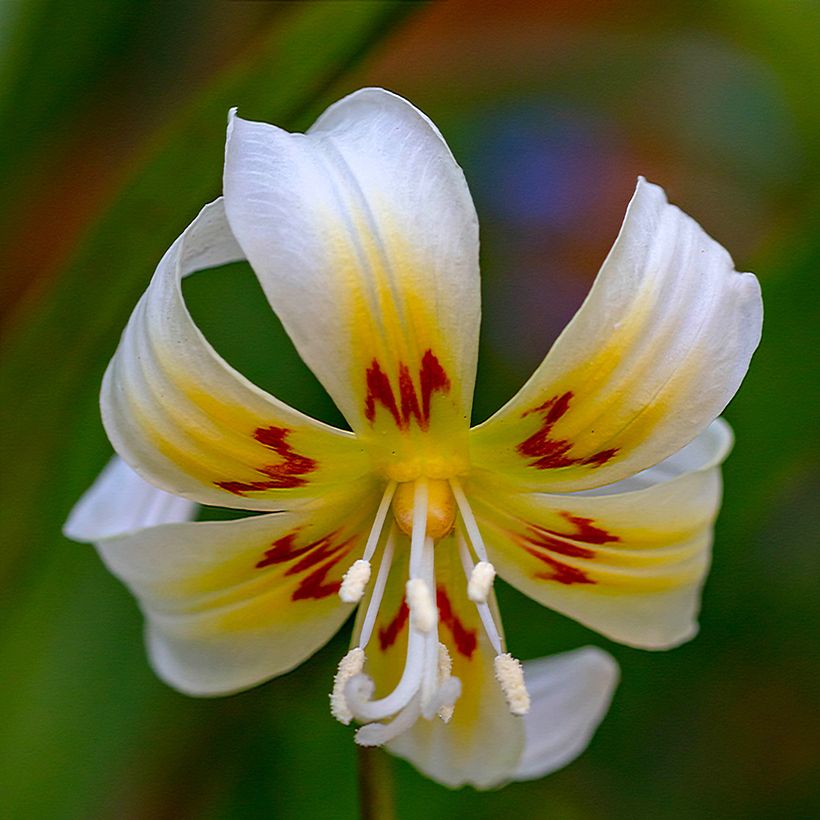 Erythronium tuolumnense White Beauty - Hundszahn (Flowering)