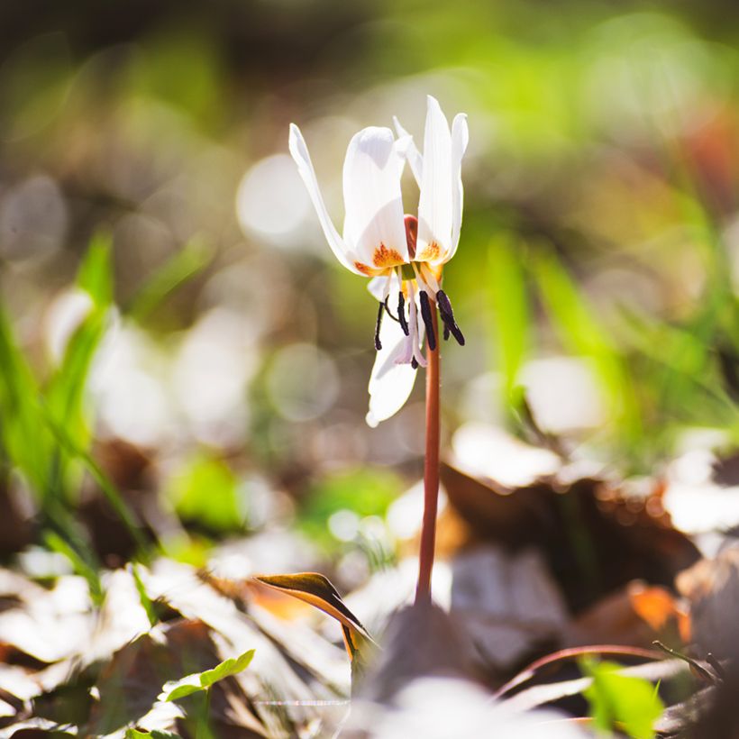 Erythronium tuolumnense White Beauty - Hundszahn (Plant habit)