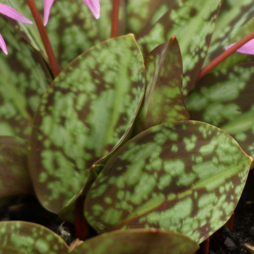 Erythronium dens canis Purple King - Hunds-Zahnlilie (Foliage)
