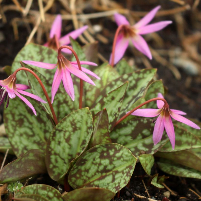 Erythronium dens canis Purple King - Hunds-Zahnlilie (Plant habit)