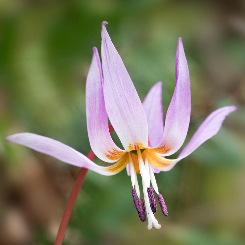Erythronium dens-canis - Hunds-Zahnlilie (Flowering)