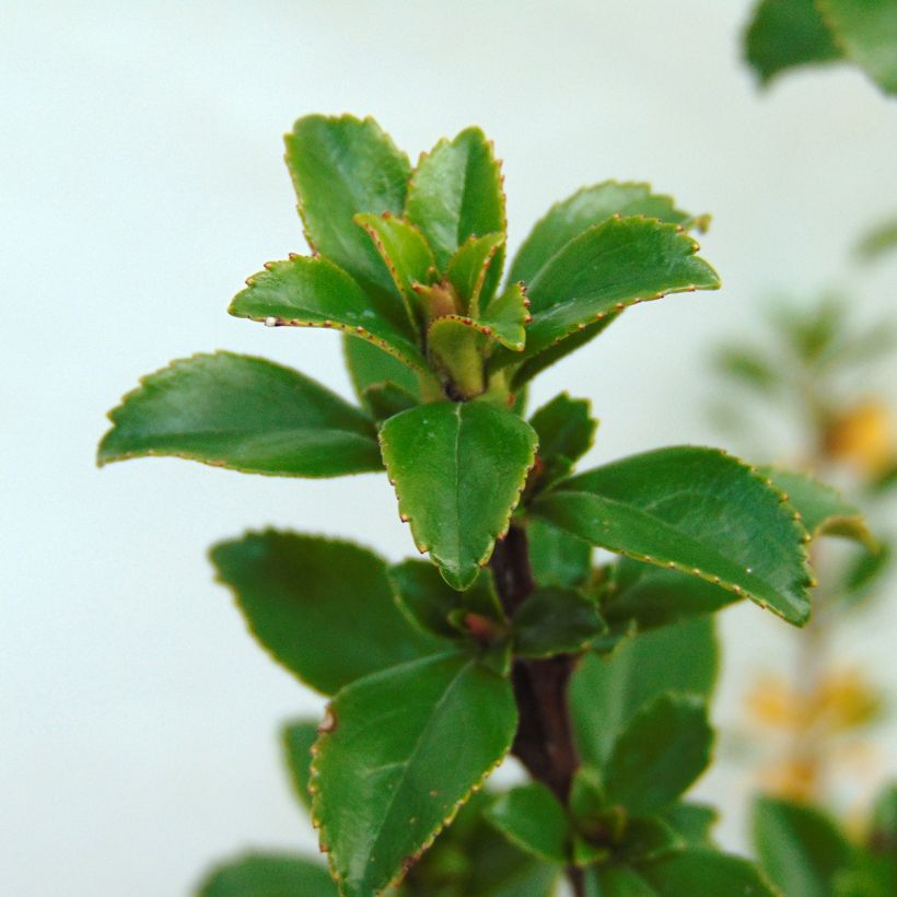 Escallonia Apple Blossom - Andenstrauch (Foliage)