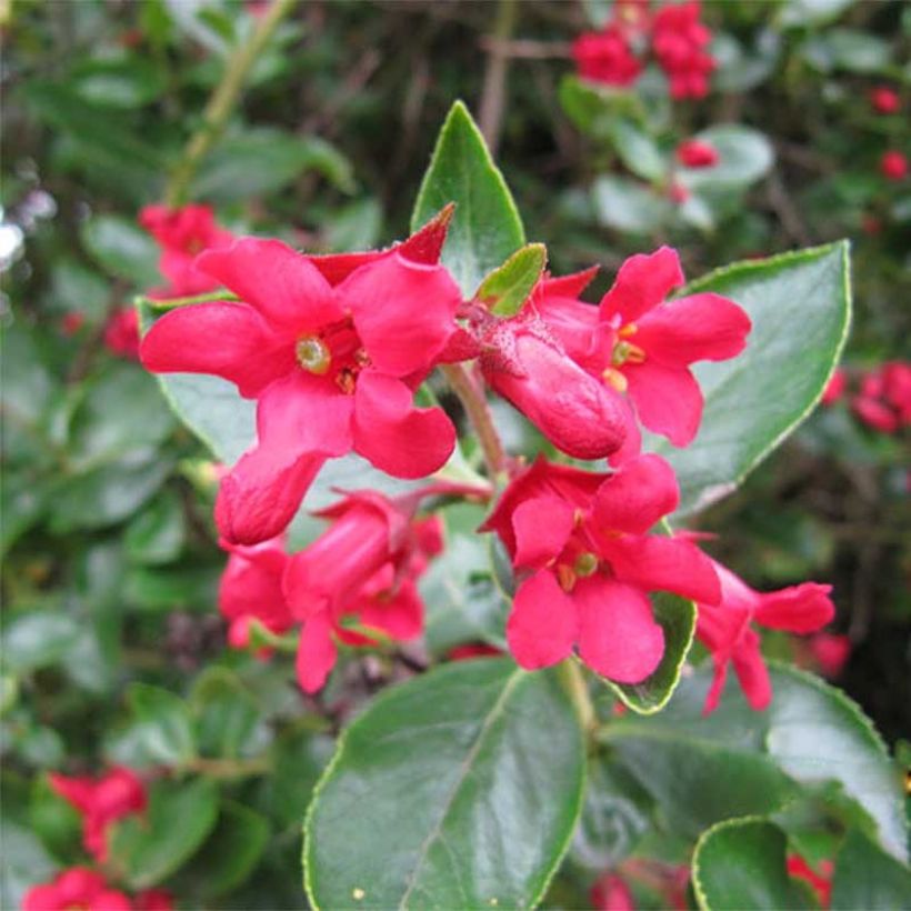 Escallonia C.F. Ball - Andenstrauch (Flowering)