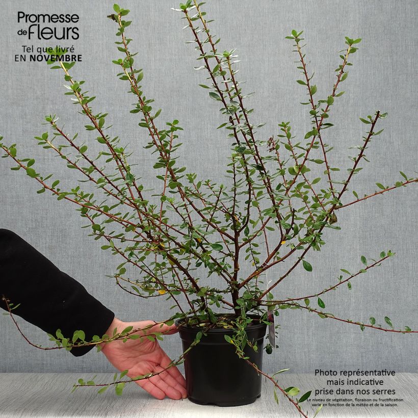 Example of Escallonia C.F. Ball - Andenstrauch Topf mit 2L/3L as you get in automne
