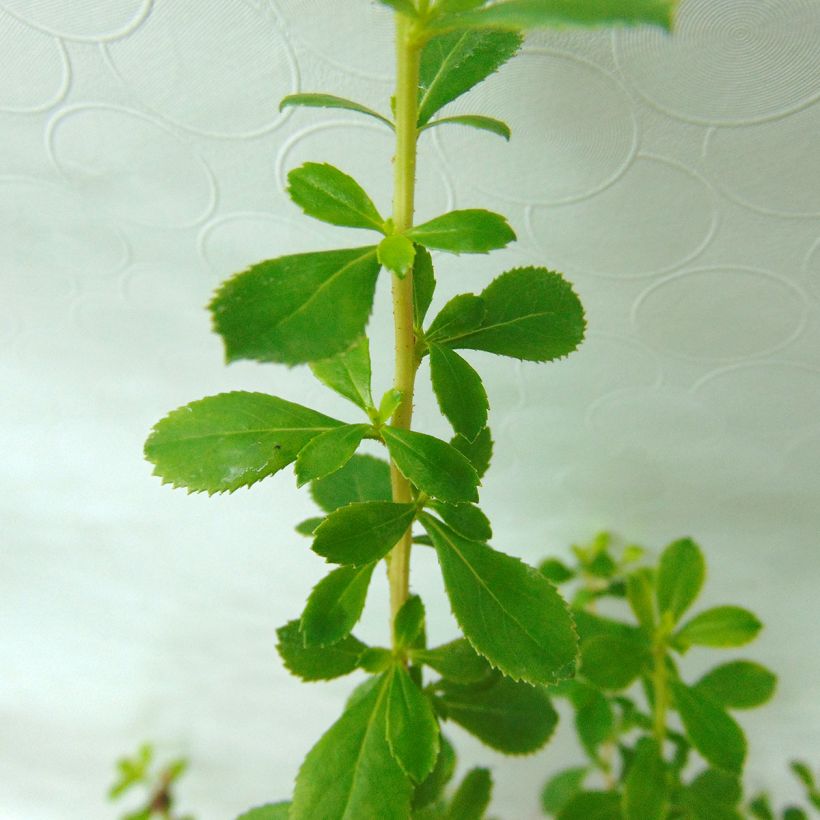 Escallonia Dart's Rosy Red - Andenstrauch (Foliage)