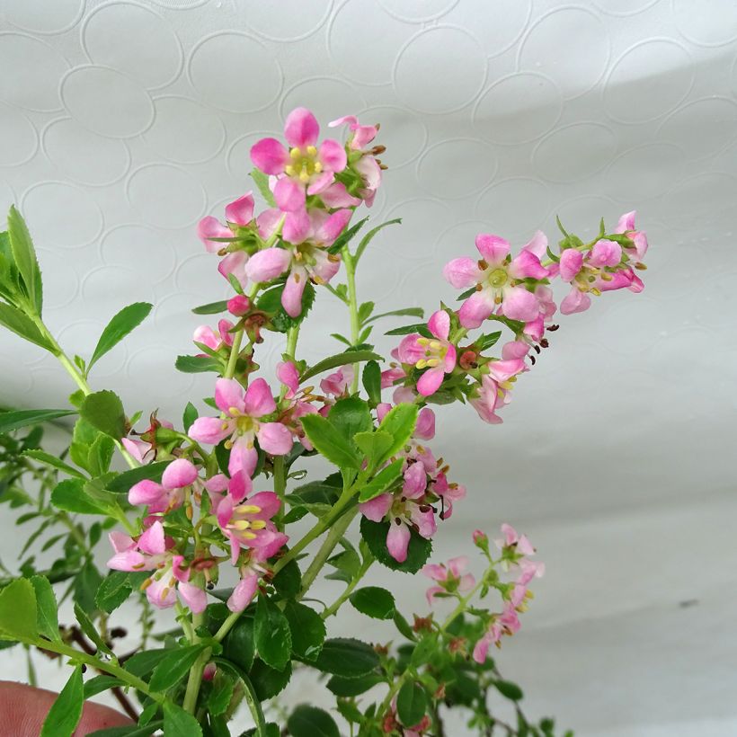 Escallonia Dart's Rosy Red - Andenstrauch (Flowering)