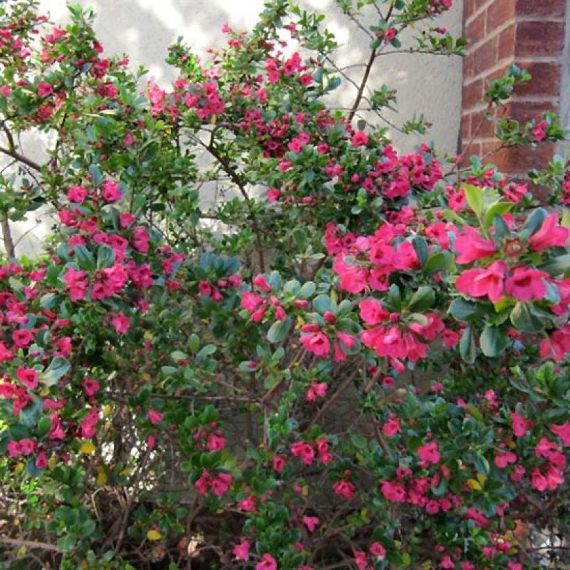 Escallonia Donard Radiance - Andenstrauch (Plant habit)