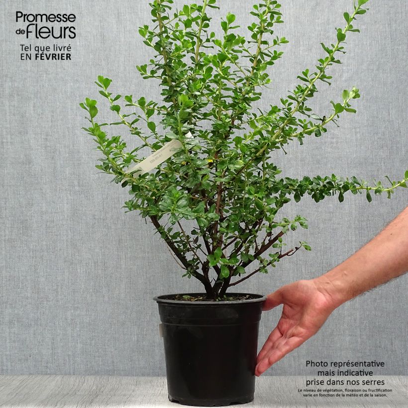 Example of Escallonia Donard Radiance - Andenstrauch Topf mit 3L/4L as you get in automne