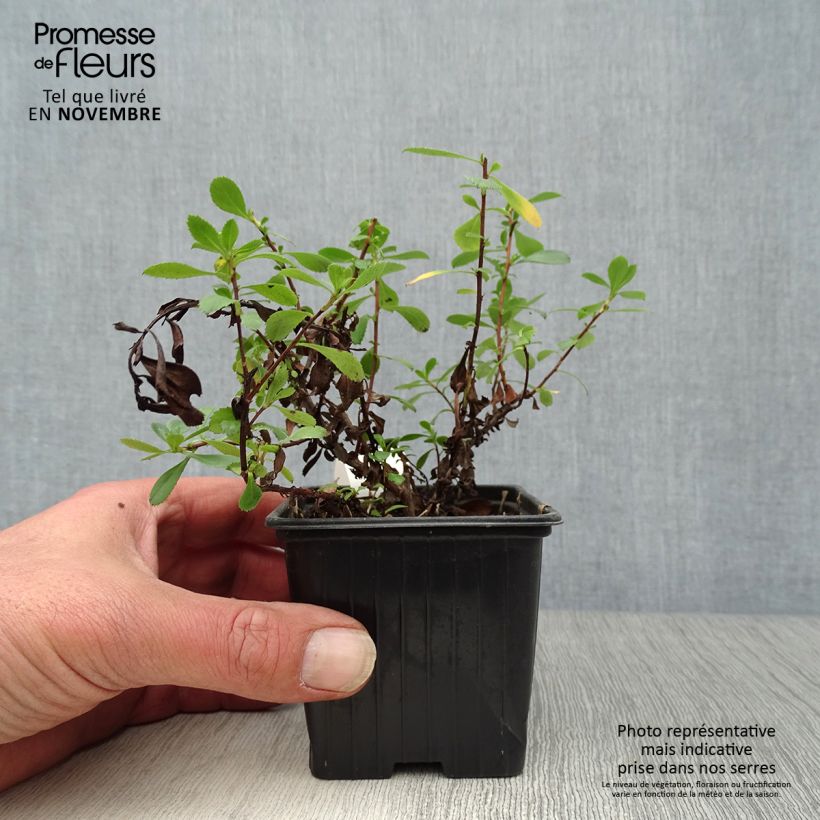 Example of Escallonia Donard Seedling - Andenstrauch Kleine Töpfe von 8/9 cm as you get in automne