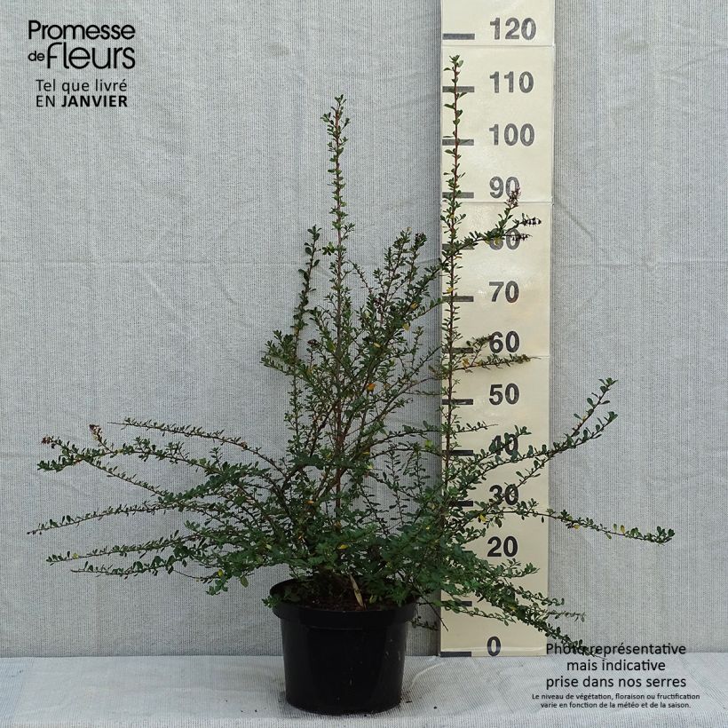 Example of Escallonia Donard Seedling - Andenstrauch Topf mit 7,5L/10L as you get in hiver