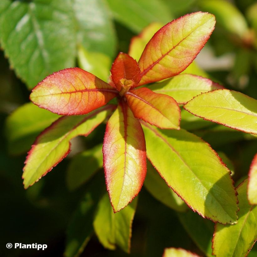 Escallonia Glowing Embers - Andenstrauch (Foliage)
