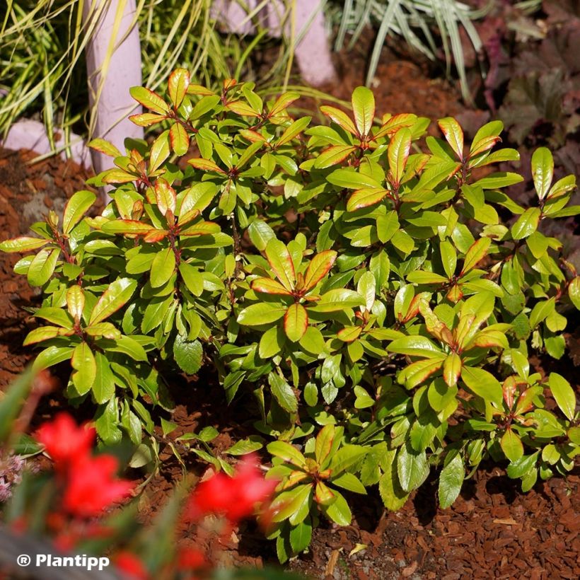 Escallonia Glowing Embers - Andenstrauch (Plant habit)