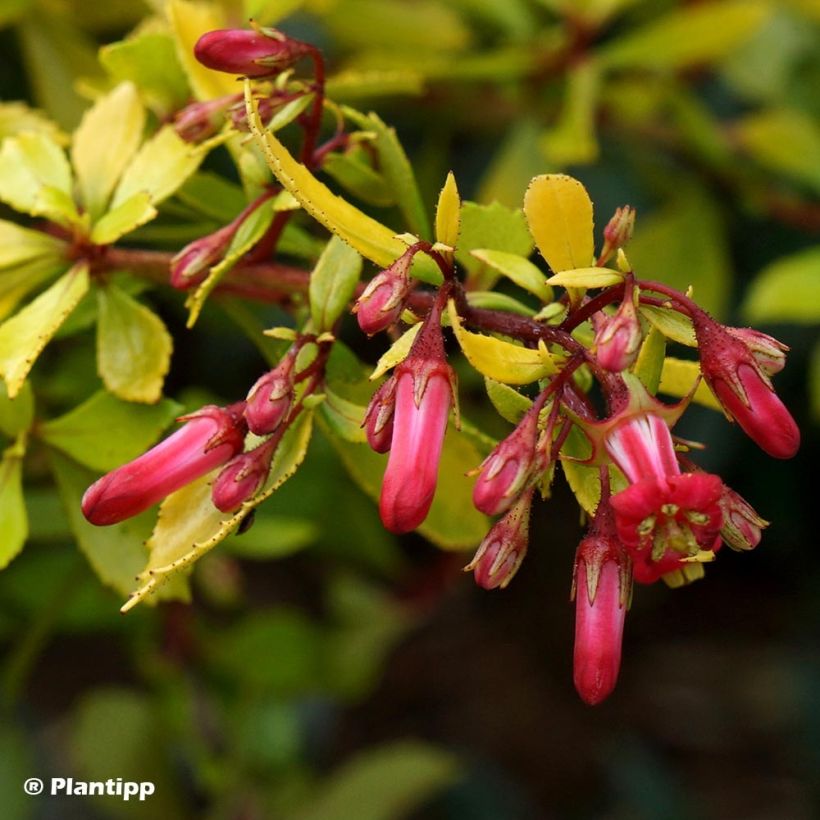 Escallonia Golden Carpet - Andenstrauch (Flowering)