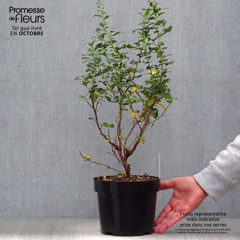 Example of Escallonia Iveyi - Andenstrauch Topf mit 2L/3L as you get in automne