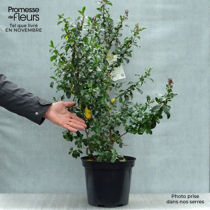 Example of Escallonia Iveyi - Andenstrauch Topf mit 7,5L/10L as you get in automne