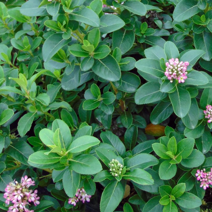 Escallonia laevis Pink Elle Lades - Andenstrauch (Foliage)