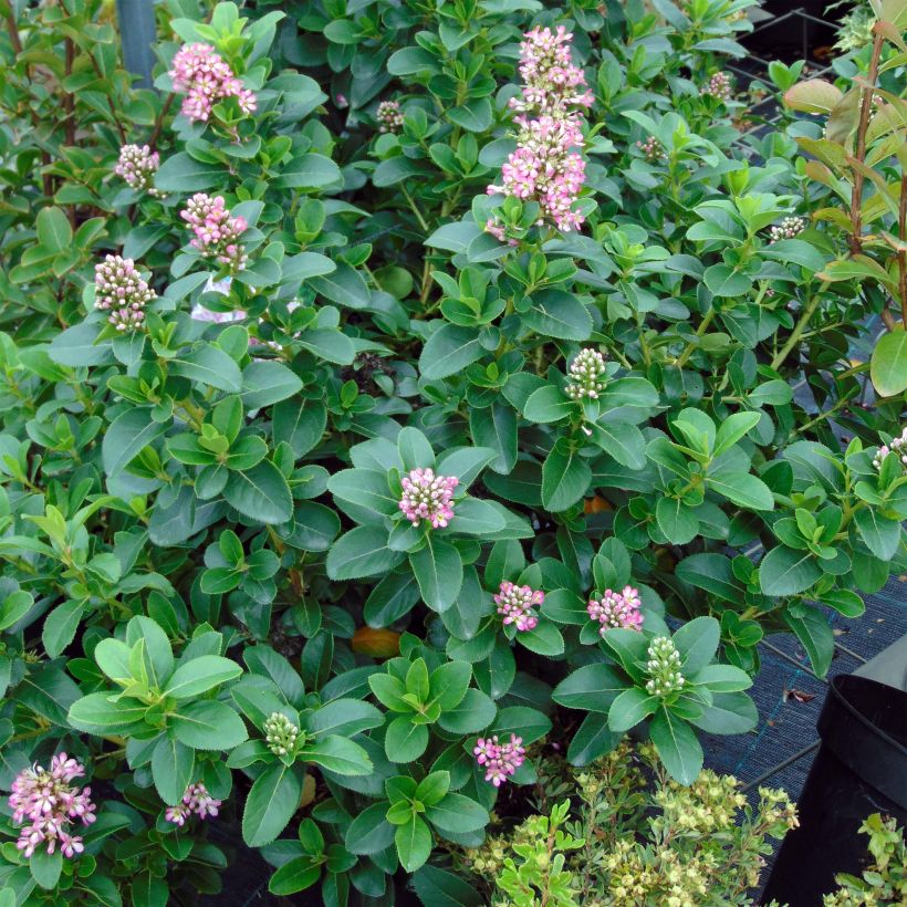Escallonia laevis Pink Elle Lades - Andenstrauch (Plant habit)