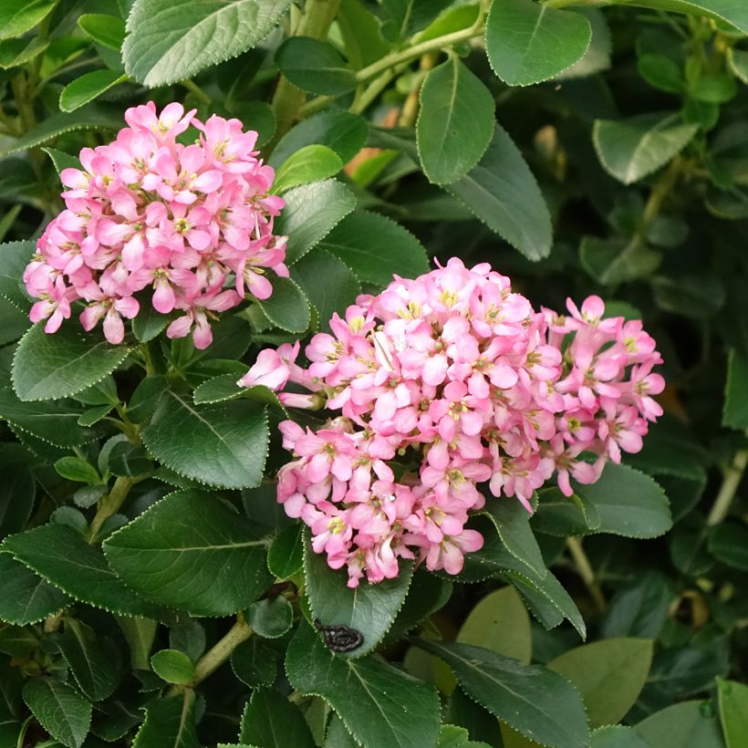 Escallonia laevis Pink Elle Lades - Andenstrauch (Flowering)