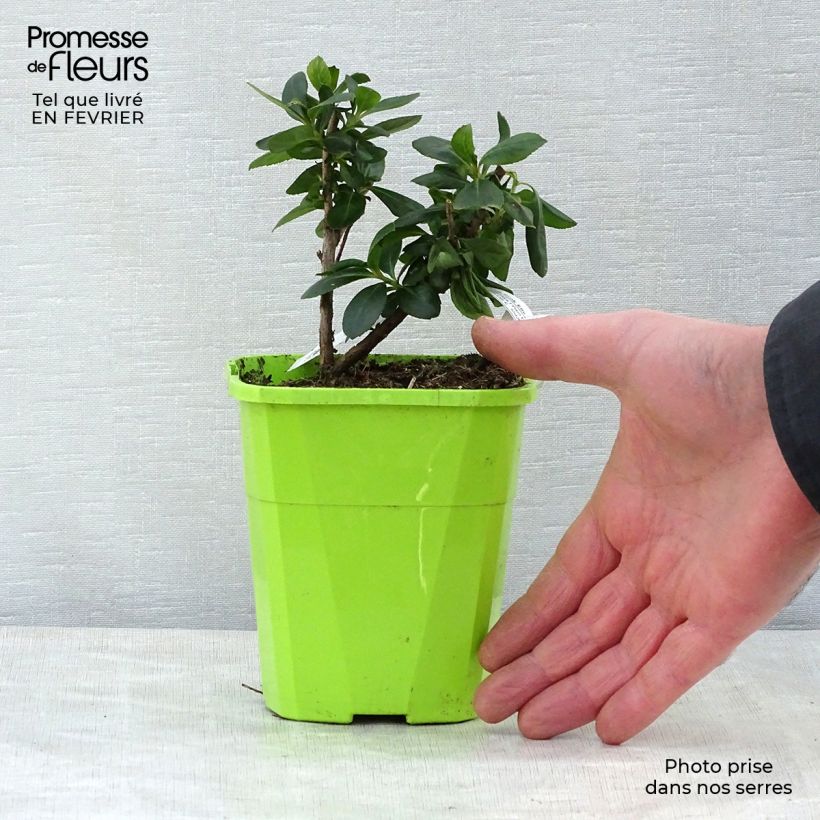 Example of Escallonia laevis Pink Elle Lades - Andenstrauch Topf mit 1L/1,5L as you get in hiver