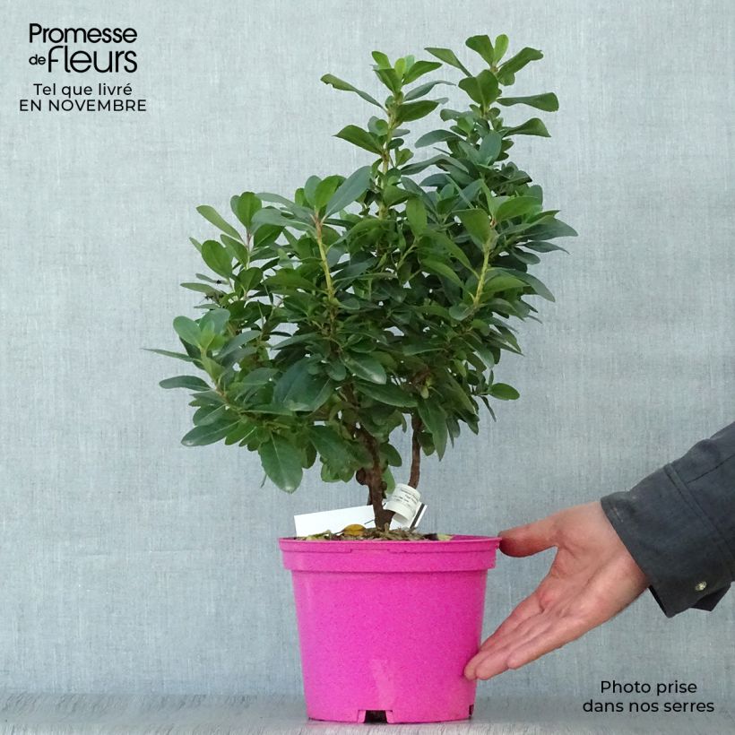 Example of Escallonia laevis Pink Elle Lades - Andenstrauch Topf mit 2L/3L as you get in automne