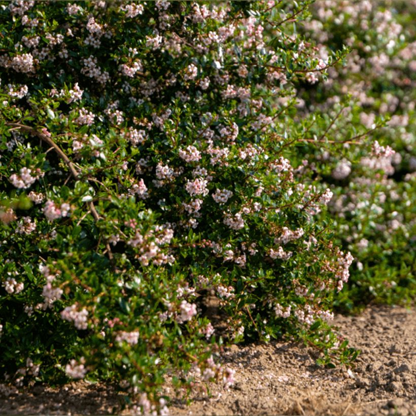 Escallonia Pinky Carpet - Andenstrauch (Hafen)