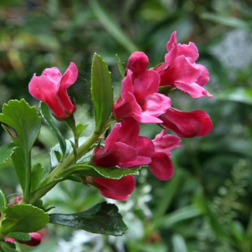 Escallonia Pride of Donard - Andenstrauch (Flowering)
