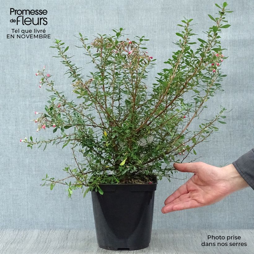Example of Escallonia Red Carpet - Andenstrauch Topf mit 3L/4L as you get in automne