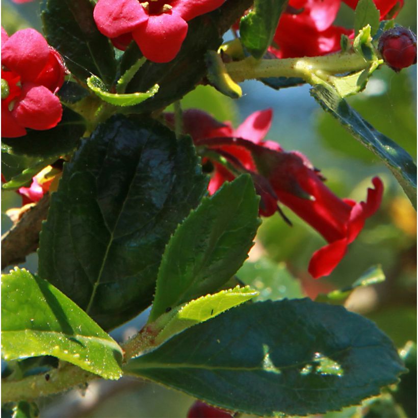 Escallonia compacta Coccinea - Andenstrauch (Foliage)