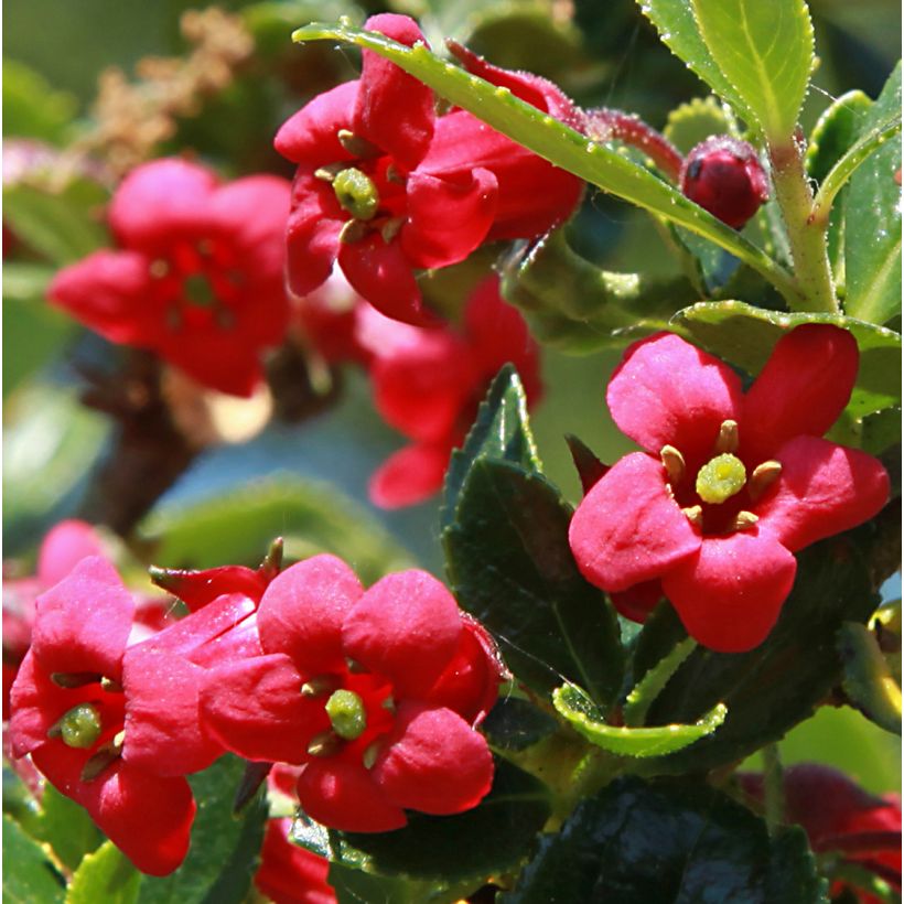 Escallonia compacta Coccinea - Andenstrauch (Flowering)