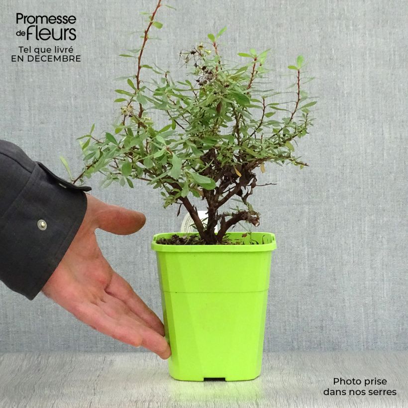 Exemplar von Escallonia Golden Carpet - Andenstrauch Topf mit 1L/1,5L wie im Winter geliefert