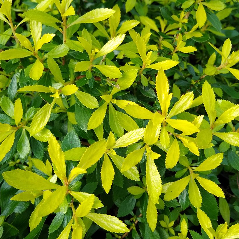 Escallonia Golden Carpet - Andenstrauch (Foliage)