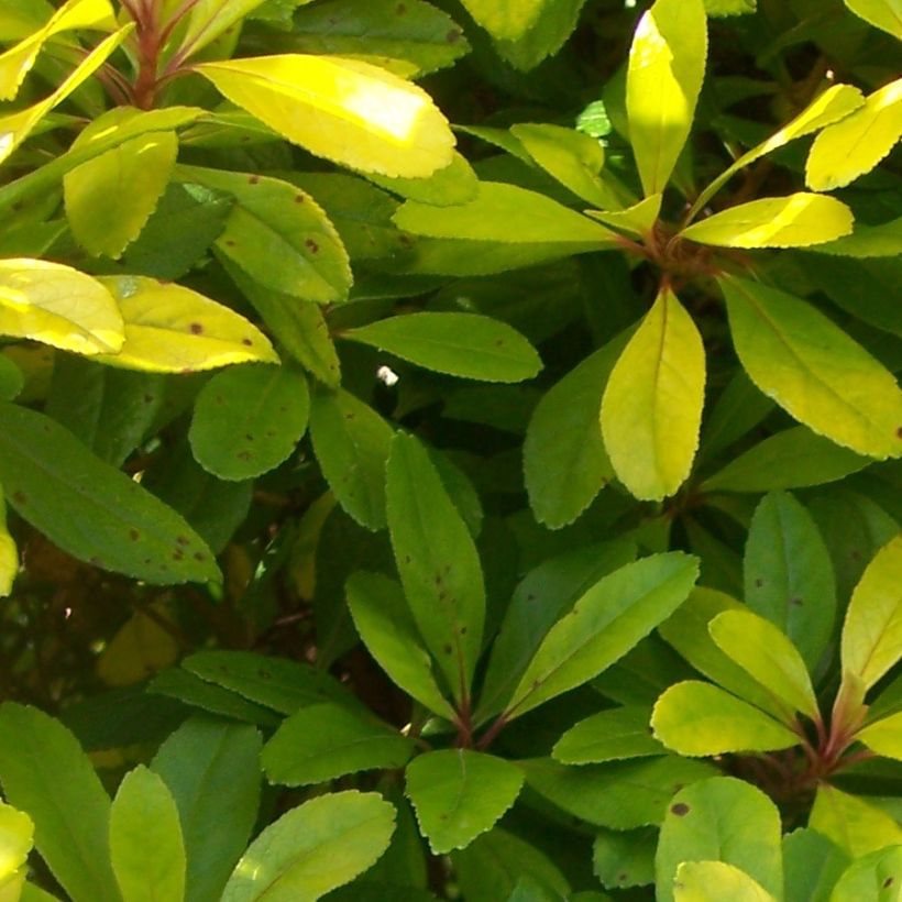Escallonia laevis Gold Ellen - Andenstrauch (Foliage)