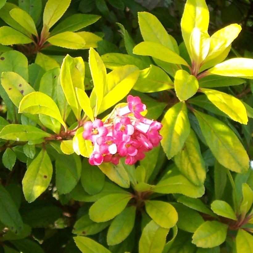 Escallonia laevis Gold Ellen - Andenstrauch (Flowering)