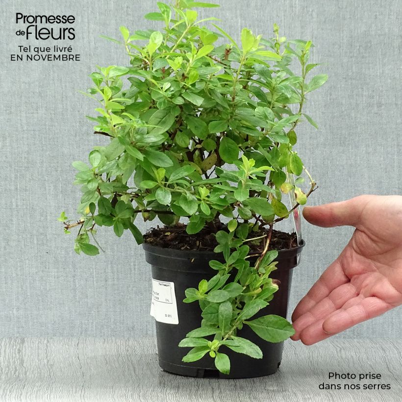 Example of Escallonia laevis Gold Ellen - Andenstrauch Topf mit 2L/3L as you get in automne