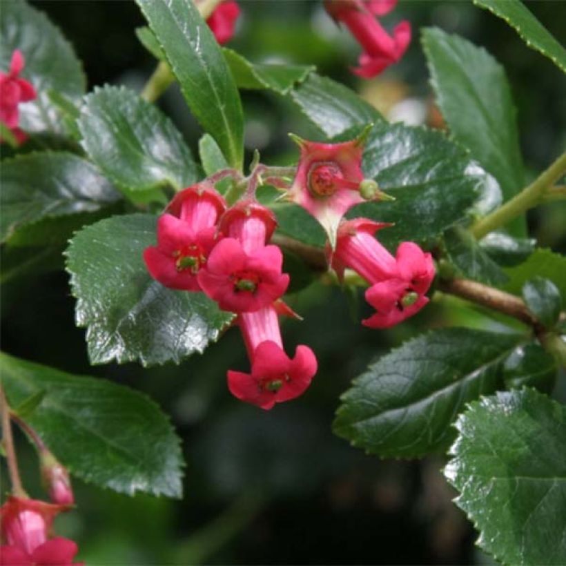 Escallonia rubra var. Macrantha Crimson Spire - Andenstrauch (Flowering)