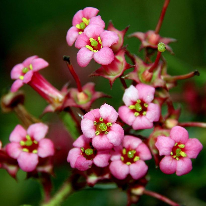 Escallonia rubra var. macrantha - Andenstrauch (Flowering)