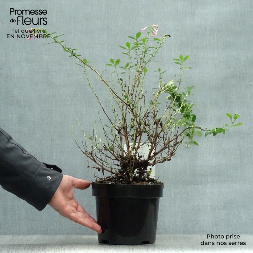 Example of Escallonia rubra var. macrantha - Andenstrauch Topf mit 3L/4L as you get in automne