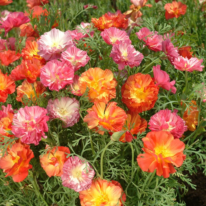Goldmohn Jelly Beans (Samen) - Eschscholzia californica (Flowering)