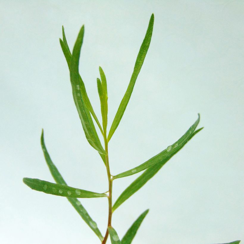 Estragon - Artemisia dracunculus (Foliage)