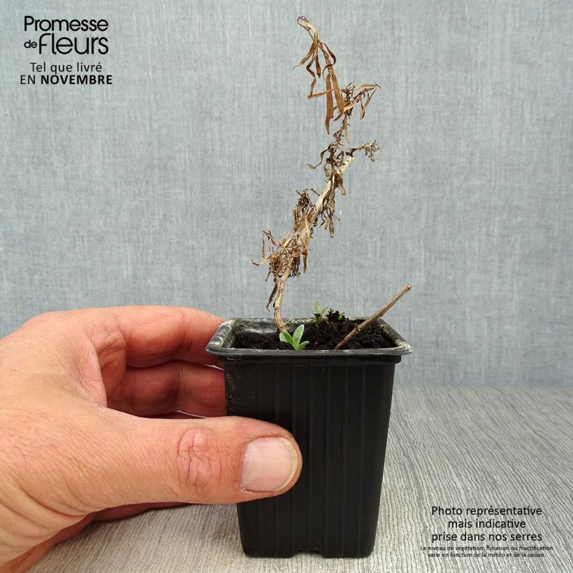 Example of Estragon - Artemisia dracunculus Kleine Töpfe von 7/8 cm as you get in automne