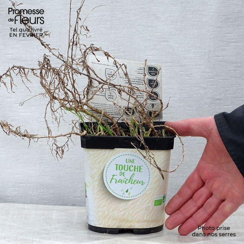 Exemplar von Estragon Bio - Artemisia dracunculus Topf mit 1L/1,5L wie im Winter geliefert