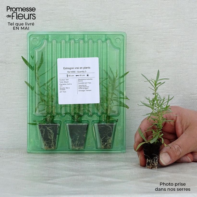 Example of Estragon Pflanzen - Artemisia dracunculus Mini-Plug Ø 3/4 cm as you get in printemps