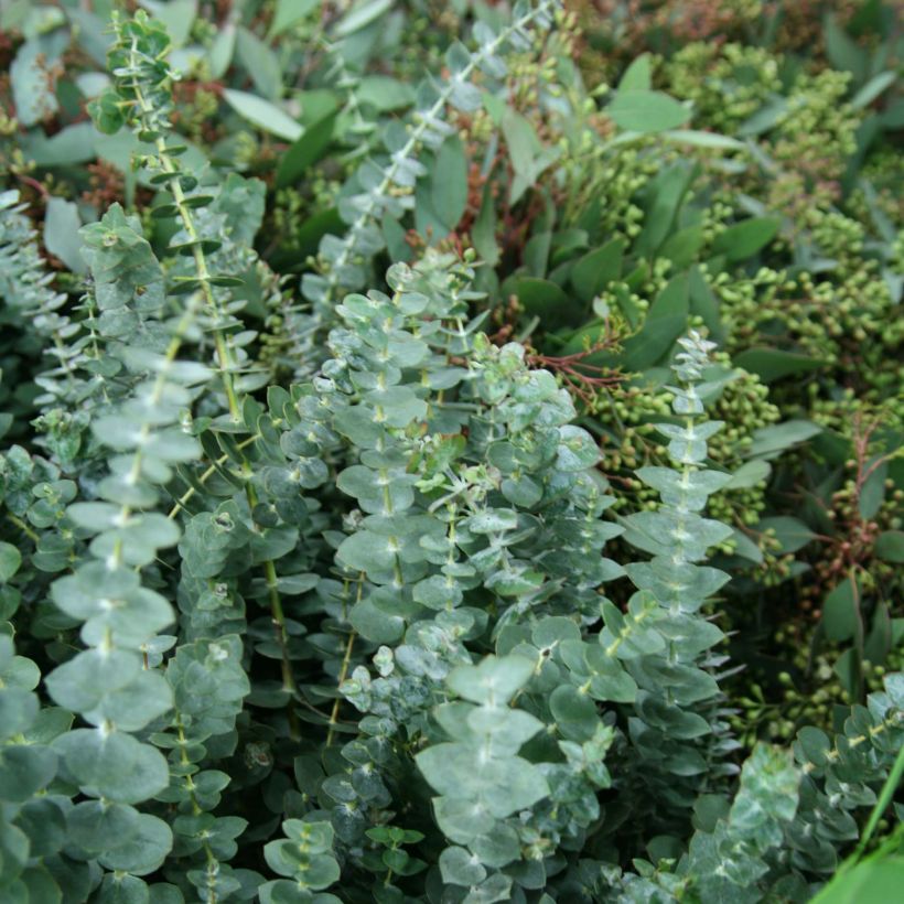 Eucalyptus pulverulenta Baby Blue (Foliage)