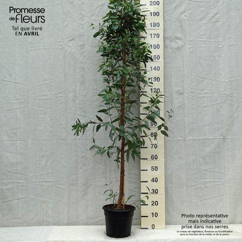 Exemplar von Eucalyptus camaldulensis Rostrata Topf mit 7,5L/10L wie im Frühjahr geliefert