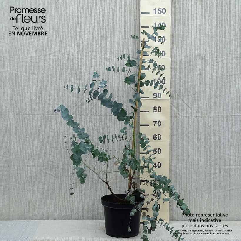 Example of Eucalyptus cinerea Silver Dollar Topf mit 2L/3L as you get in automne