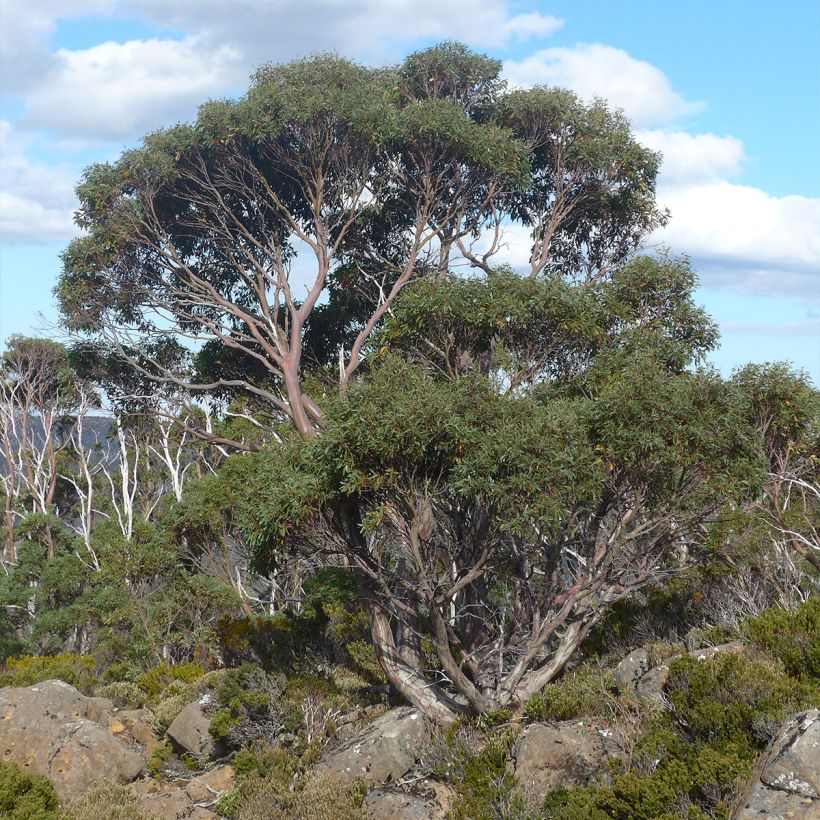 Eucalyptus coccifera Mt Field (Plant habit)