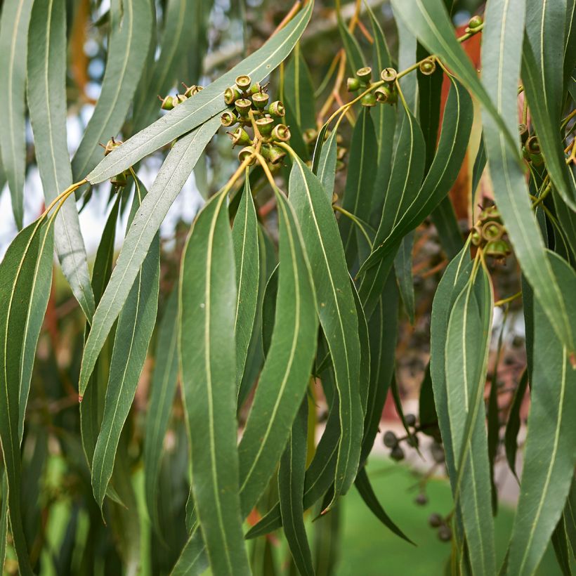 Eucalyptus dalrympleana - Breitblättriger Eukalyptus (Foliage)