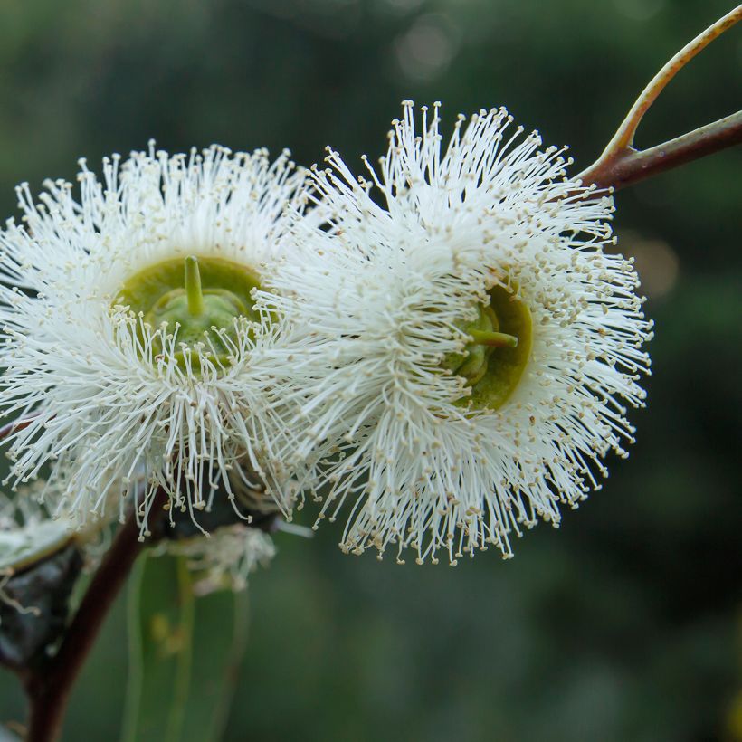 Eucalyptus globulus - Eucalyptusbaum (Flowering)