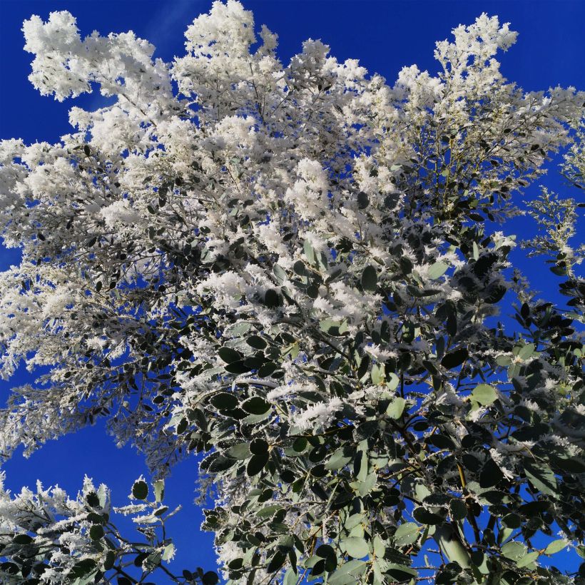 Eucalyptus gunnii Azura Cagire - Mostgummi-Eukalyptus (Flowering)